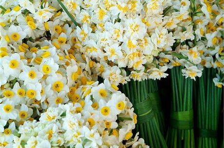 Nergis Festivali | Karaburun-Mordoğan-Balıklıova Turu