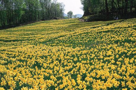 Nergis Festivali | Karaburun-Mordoğan-Balıklıova Turu